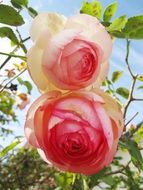 pink summer roses closeup