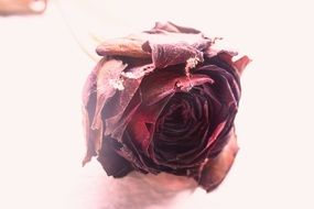 rose dry