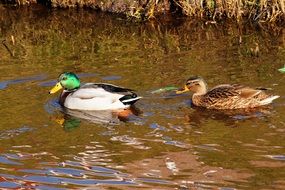 ducks couple in nature