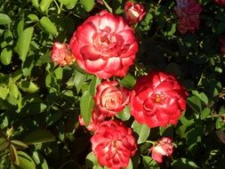 red roses on a bush under the bright sun