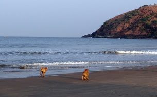 two brown puppies on the beach on a sunny day