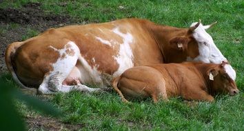 brown and white cow with calf laying flat on grass