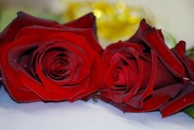 two red roses