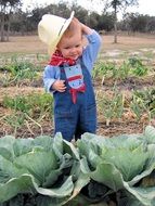 little boy near cabbage