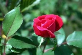 bright red rose bud in the garden