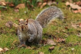 animal brown cute ear eyes fluffysquirrel park