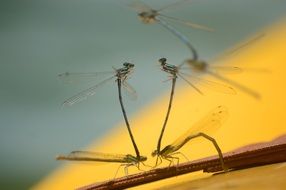 dragonflies mating on blurred background