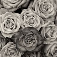 black and white roses flower