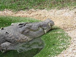 grey crocodile in pond with head on bank