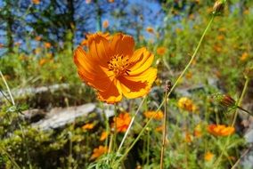 Orange cosmos in autumn