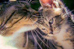 cat with kitten closeup