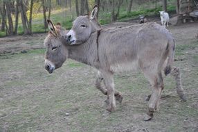 a pair of donkeys in the village
