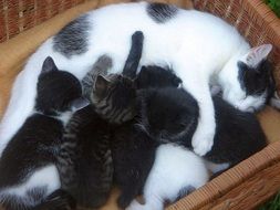 cat momma with kittens in a basket