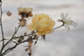 roses flowers in the snow