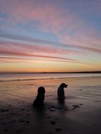 two dogs sit on beach at sunrise