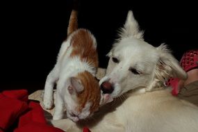 dog and kitten on a red bedspread