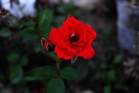 full-blown red rose