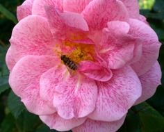 fly in open pink rose flower