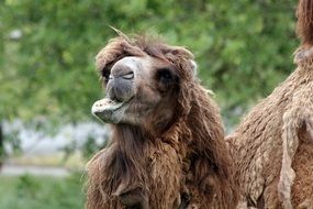 chewing camel at the zoo