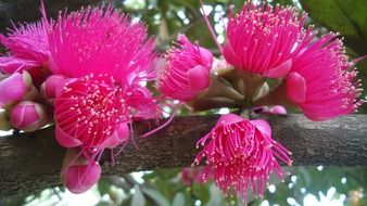 beautiful pink flowers of syzygium on branch