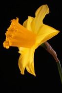 strikingly beautiful daffodil flower