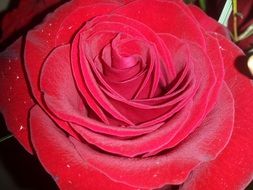 Velvet red rose close up