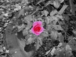 bright pink rose on black and white nature