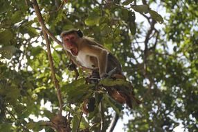 monkey screaming yelling