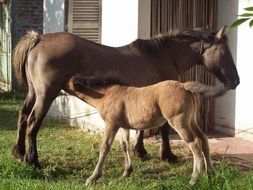 foal drinking milk from a donkey