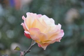 Pale pink rose on a blurred background