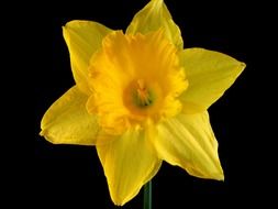 daffodil flower on a black background