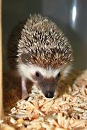 hedgehog stands on sawdust