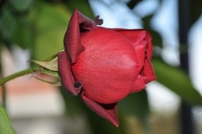 roses, red half open flower close up