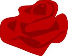 rose with red petals, illustration