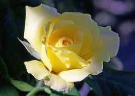 blooming yellow rose in the garden