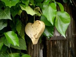 wooden heart tied to the vine