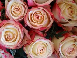 white pink roses in a wedding bouquet