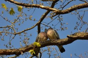 a pair of doves on tree branches with leaves