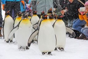 penguin parading in front of public, japan, hokkaido