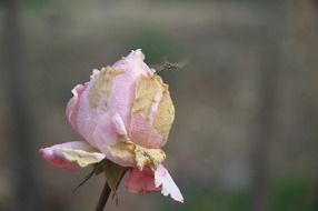 dried rose bud