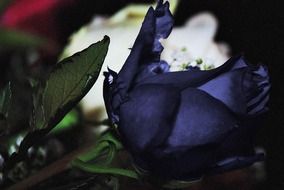 dark blue rose bud