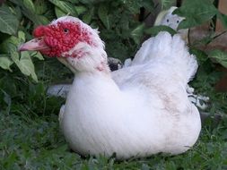 white duck with red head