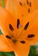lily flowers macro