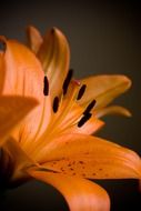 orange lily on a blurred background close up