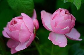 photo of two pink buds