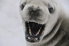 crabeater seal in the snow