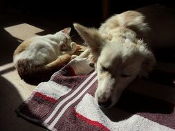 pets are cute lying on the floor