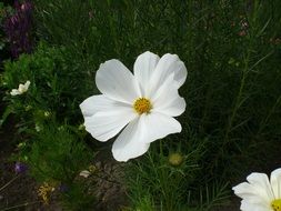 Growing flowers in the garden