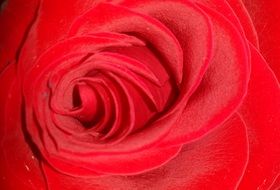 red velvet rose close up