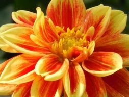 dahlia bloom summer